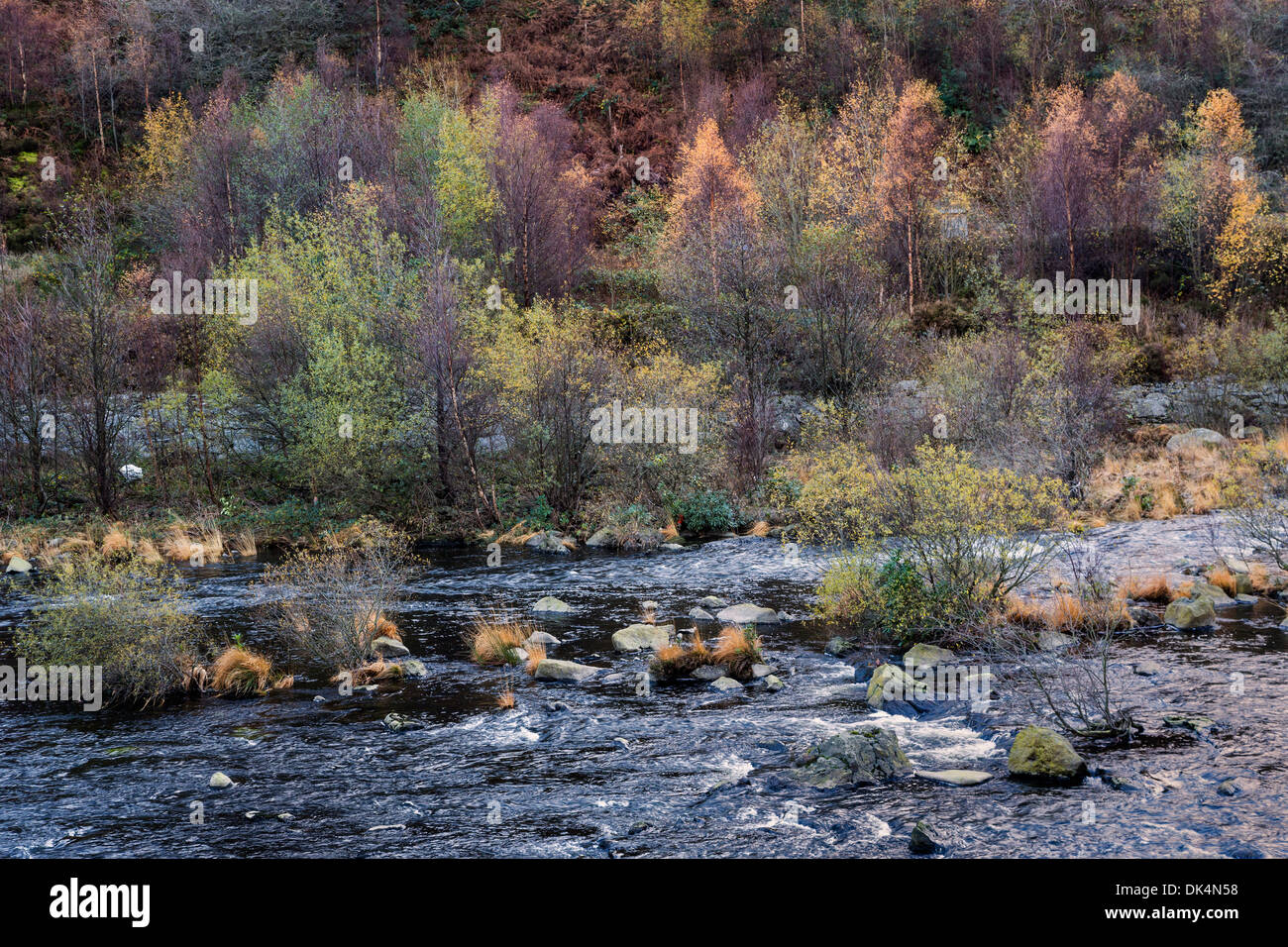 Herbstliche Bäume neben Fluss, Elan Valley, Powys, Wales, UK Stockfoto