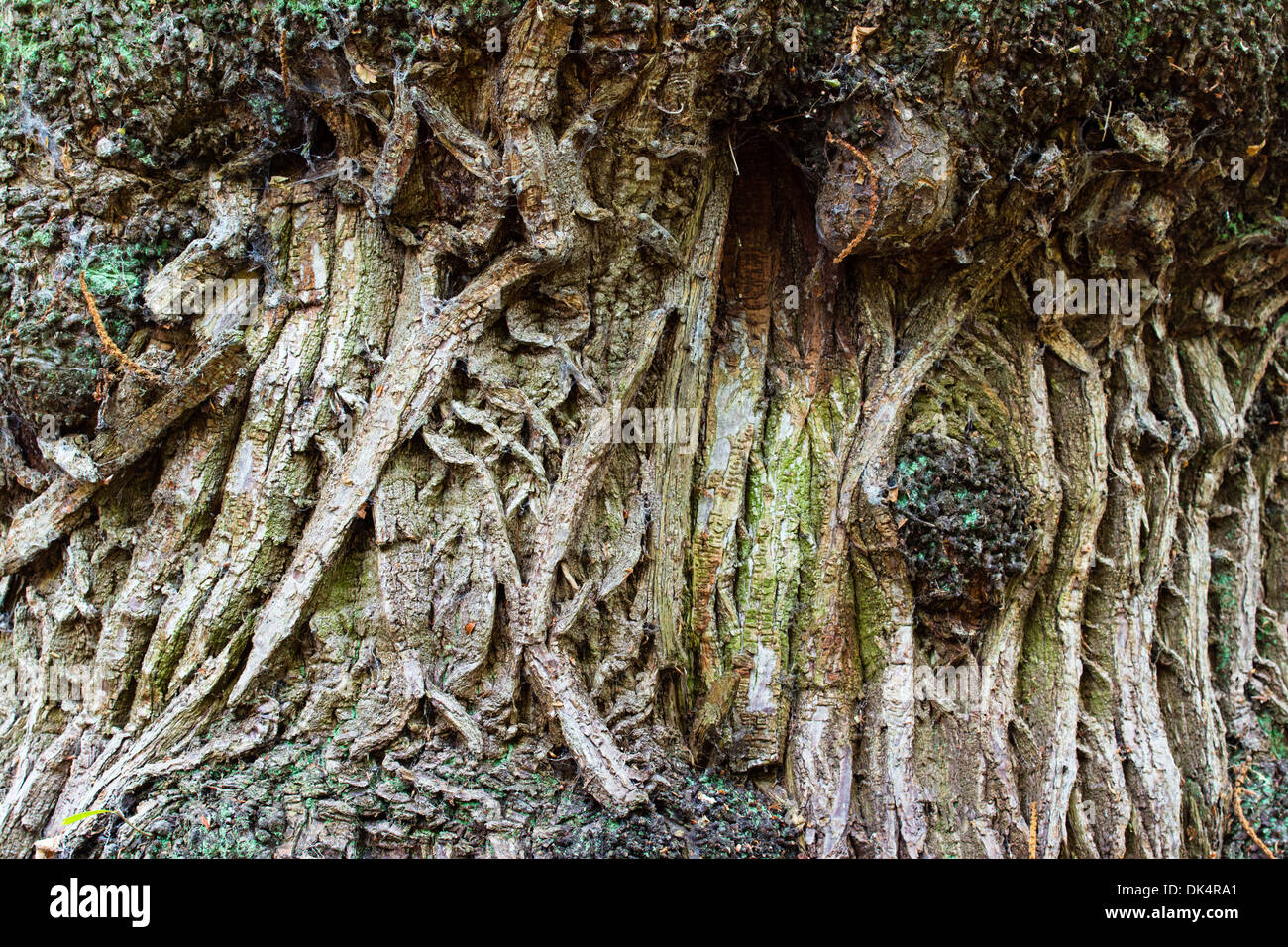 Edelkastanie (Castanea Sativa) Studium der Rinde Textur auf Baum Stockfoto