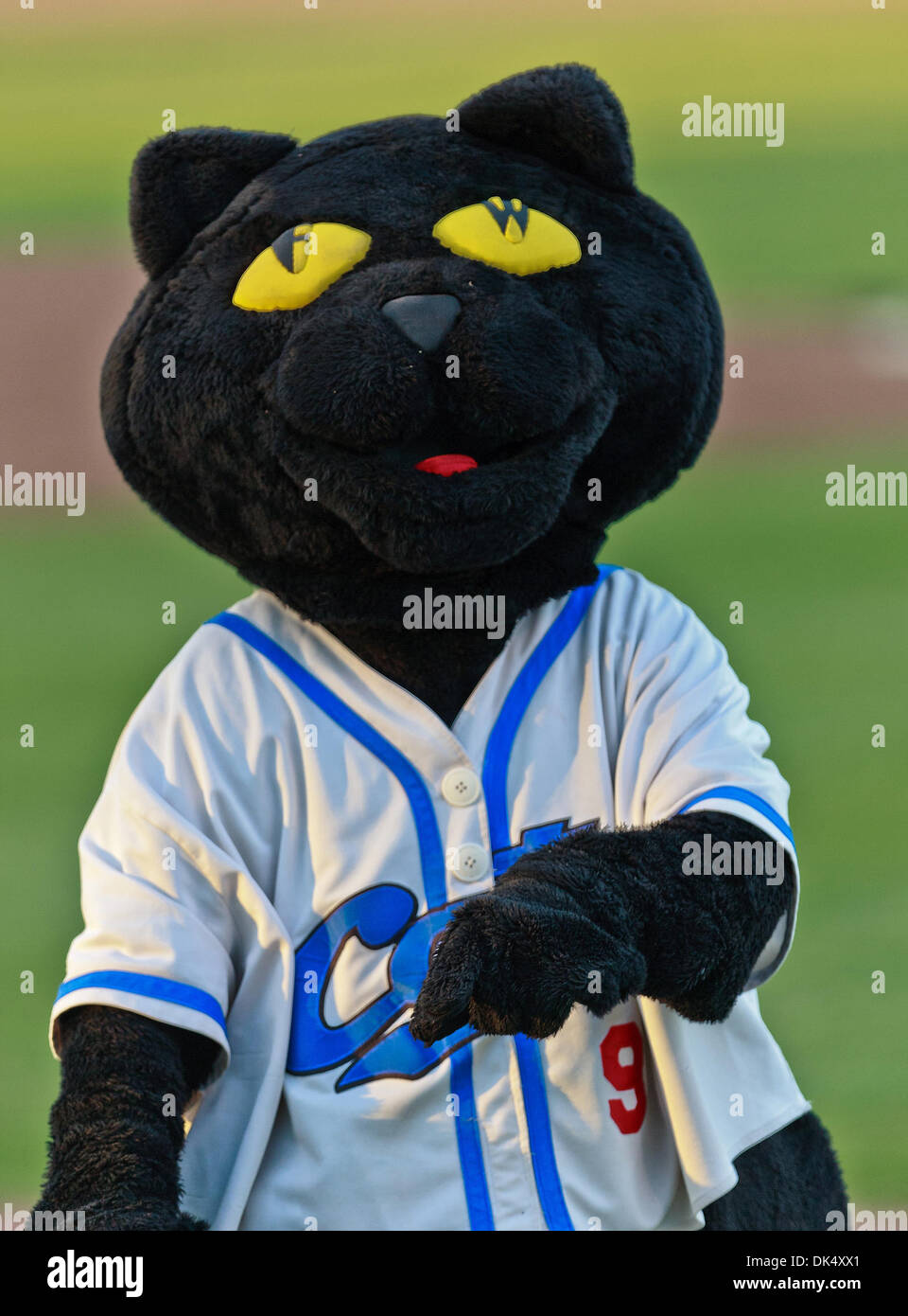 19. Juli 2011 - Fort Worth, Texas, USA - The Fort Worth Katzen Maskottchen, Dodger, in Aktion während der amerikanischen Vereinigung der Independent Professional Baseball Spiel zwischen Gary Southshore Railcats und Fort Worth Katzen auf dem historischen LaGrave-Baseball-Feld in Fort Worth, Tx. Gary Southshore Niederlagen Fort Worth 7 bis 3. (Kredit-Bild: © Dan Wozniak/Southcreek Global/ZUMAPRESS.com) Stockfoto