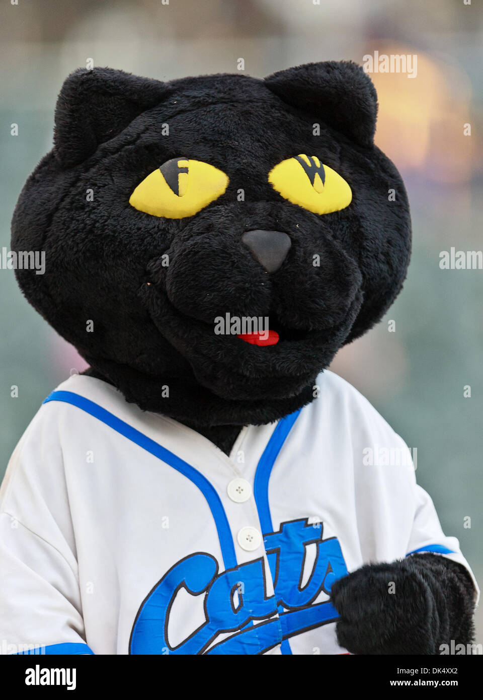 19. Juli 2011 - Fort Worth, Texas, USA - The Fort Worth Katzen Maskottchen, Dodger, in Aktion während der amerikanischen Vereinigung der Independent Professional Baseball Spiel zwischen Gary Southshore Railcats und Fort Worth Katzen auf dem historischen LaGrave-Baseball-Feld in Fort Worth, Tx. Gary Southshore Niederlagen Fort Worth 7 bis 3. (Kredit-Bild: © Dan Wozniak/Southcreek Global/ZUMAPRESS.com) Stockfoto