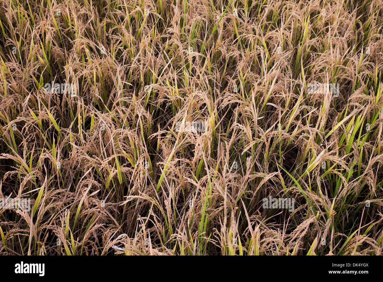 Reife Reispflanzen in Indien bereit für die Ernte. Andhra Pradesh, Indien Stockfoto