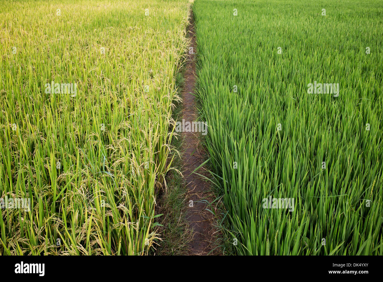 Unreife und Ripe Reispflanzen in Indien.  Andhra Pradesh, Indien Stockfoto