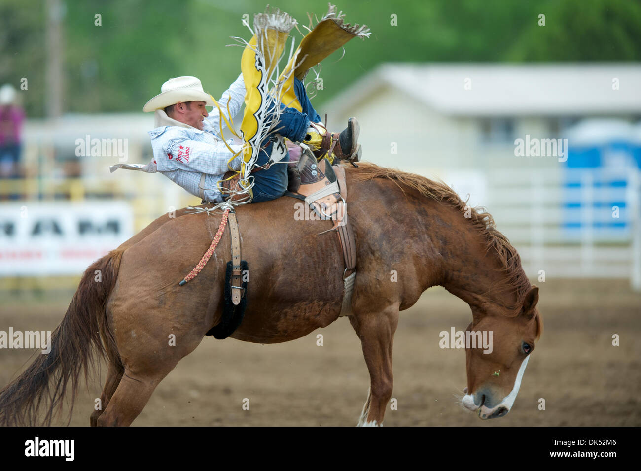 17. April 2011 - Red Bluff, Kalifornien, USA - Bobby Mote von Culver, oder reitet Beaver Feaver an der 2011 Red Bluff Round-Up an der Tehama Stadtteil Fairgrounds in Red Bluff, CA. (Credit-Bild: © Matt Cohen/Southcreek Global/ZUMAPRESS.com) Stockfoto