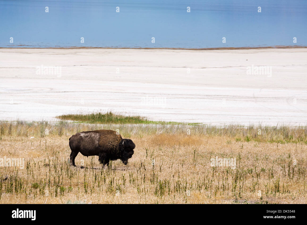 Bison (American Buffalo) auf Antelope Island, Antelope Island State Park, Great Salt Lake City, Utah, USA Stockfoto