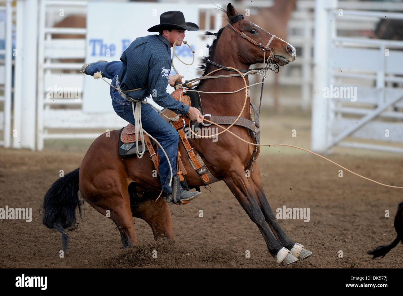 23. April 2011 - Clovis, Kalifornien, US - konkurriert Russell Cardoza Terrebonne, oder während der Tie-Down Abseilen Flaute bei den Clovis Rodeo. (Kredit-Bild: © Matt Cohen/Southcreek Global/ZUMAPRESS.com) Stockfoto