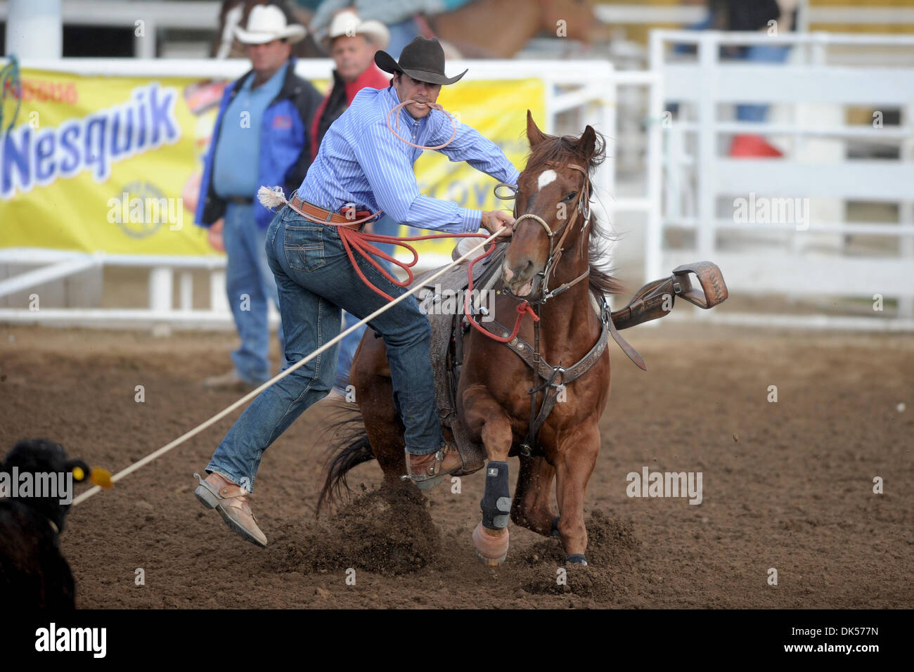 23. April 2011 - Clovis, Kalifornien, USA - konkurriert Jack Vanderlans von Temecula, CA während Tie-Down Abseilen Flaute bei den Clovis Rodeo. (Kredit-Bild: © Matt Cohen/Southcreek Global/ZUMAPRESS.com) Stockfoto