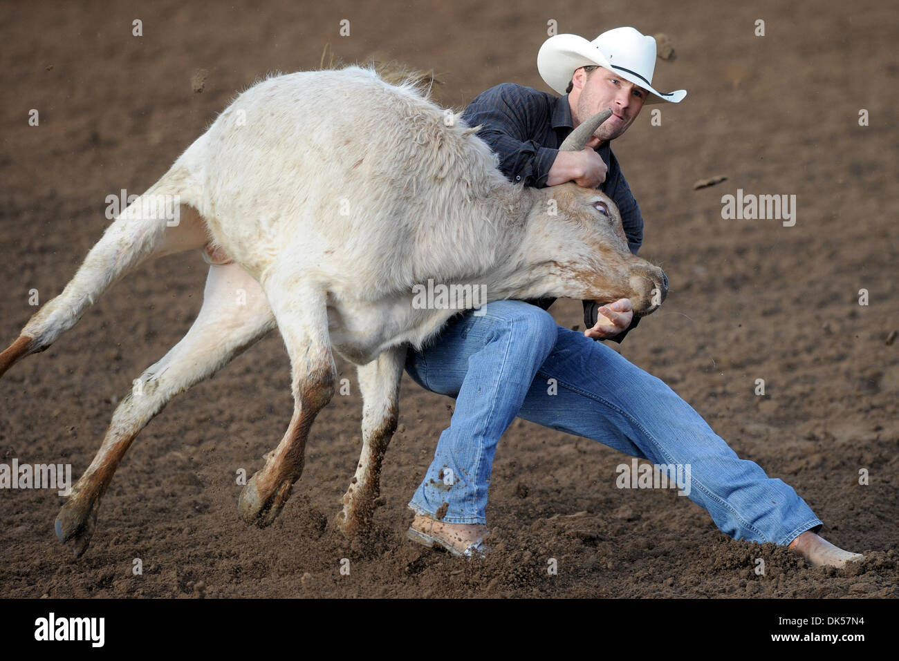 24. April 2011 - Clovis, Kalifornien, USA - konkurriert Kabe Lingeman während Steer wrestling Flaute bei den Clovis Rodeo. (Kredit-Bild: © Matt Cohen/Southcreek Global/ZUMAPRESS.com) Stockfoto