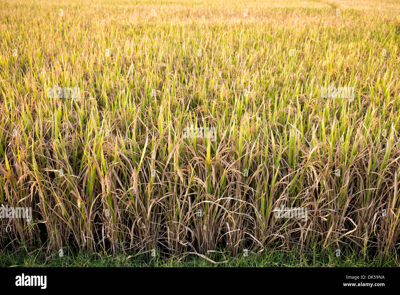 Reife Reispflanzen in Indien bereit für die Ernte. Andhra Pradesh, Indien Stockfoto