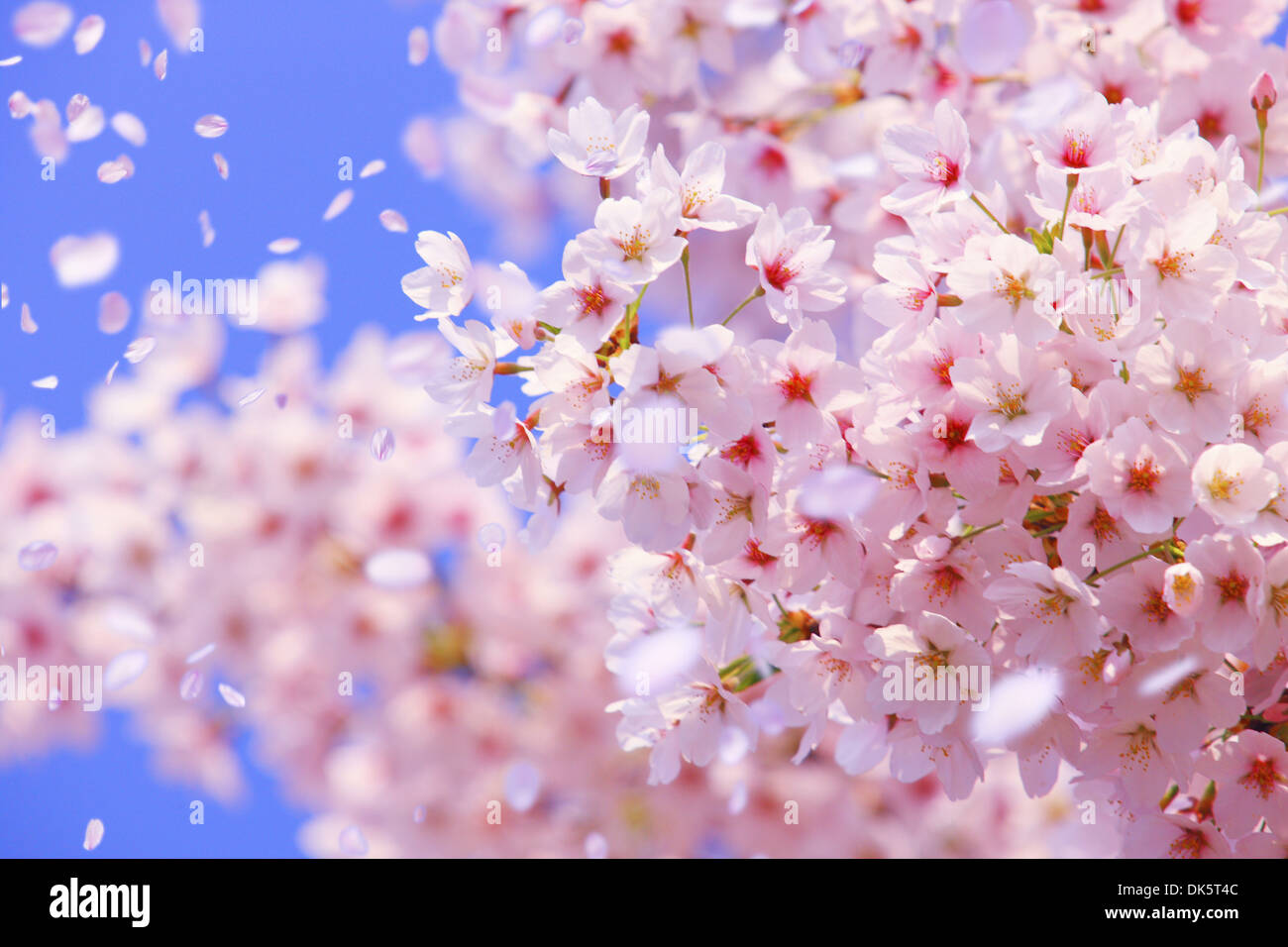 CG-Bild von Kirschblüten im Wind Stockfoto