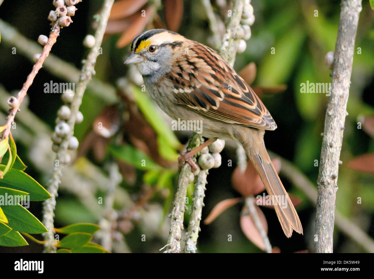 Der weiße Sparrow thronte zwischen Ästen und zeigte seine kräftigen gelben Losen, den gestreiften Kopf und die Kastanienflügel. Zonotrichia albicollis Stockfoto