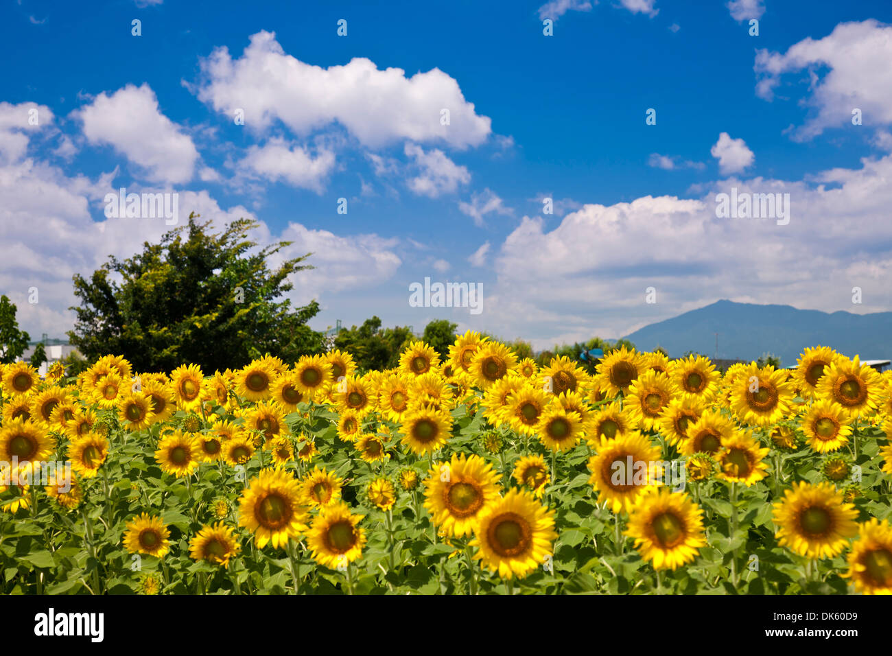 Sonnenblumenfeld, Präfektur Kanagawa, Japan Stockfoto