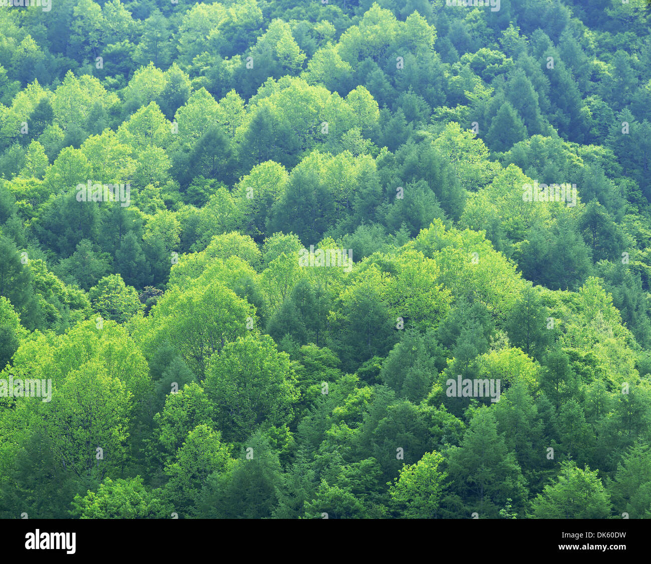 Wald von oben, Fukushimapräfektur Stockfoto