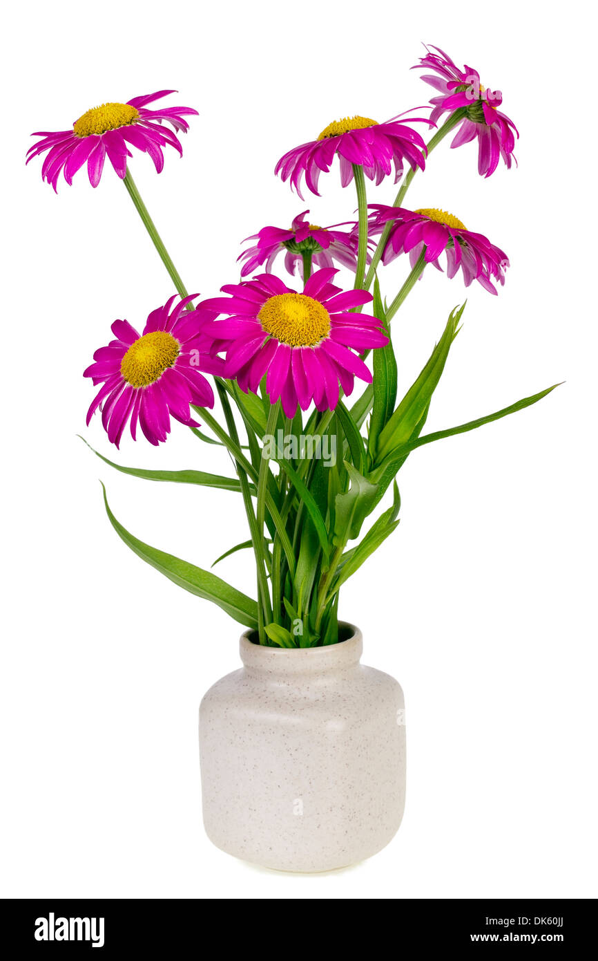Rosa Gänseblümchen Blumen minimalistisch isoliert Niederlassungen in Keramiktopf Stockfoto