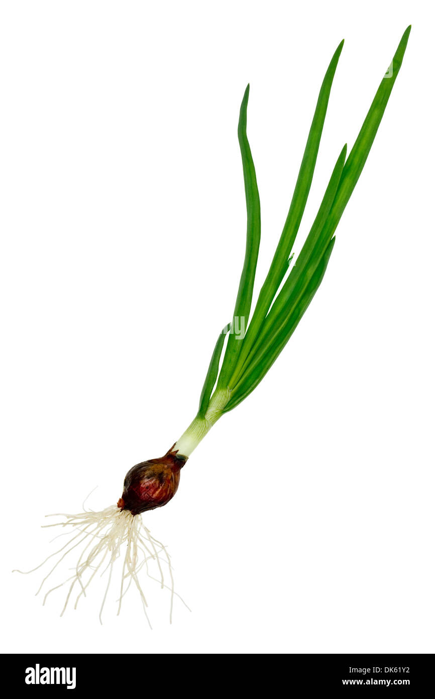 Blätter der einsame grüne Pflanze-rote Zwiebel und weißen Wurzeln. Isoliert Stockfoto