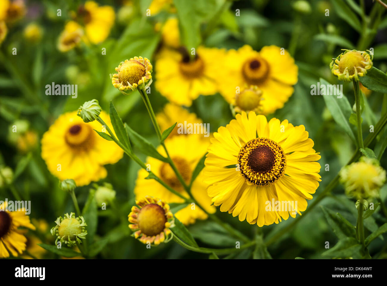 Leuchtende gelbe Helenium Blüten hautnah. Stockfoto