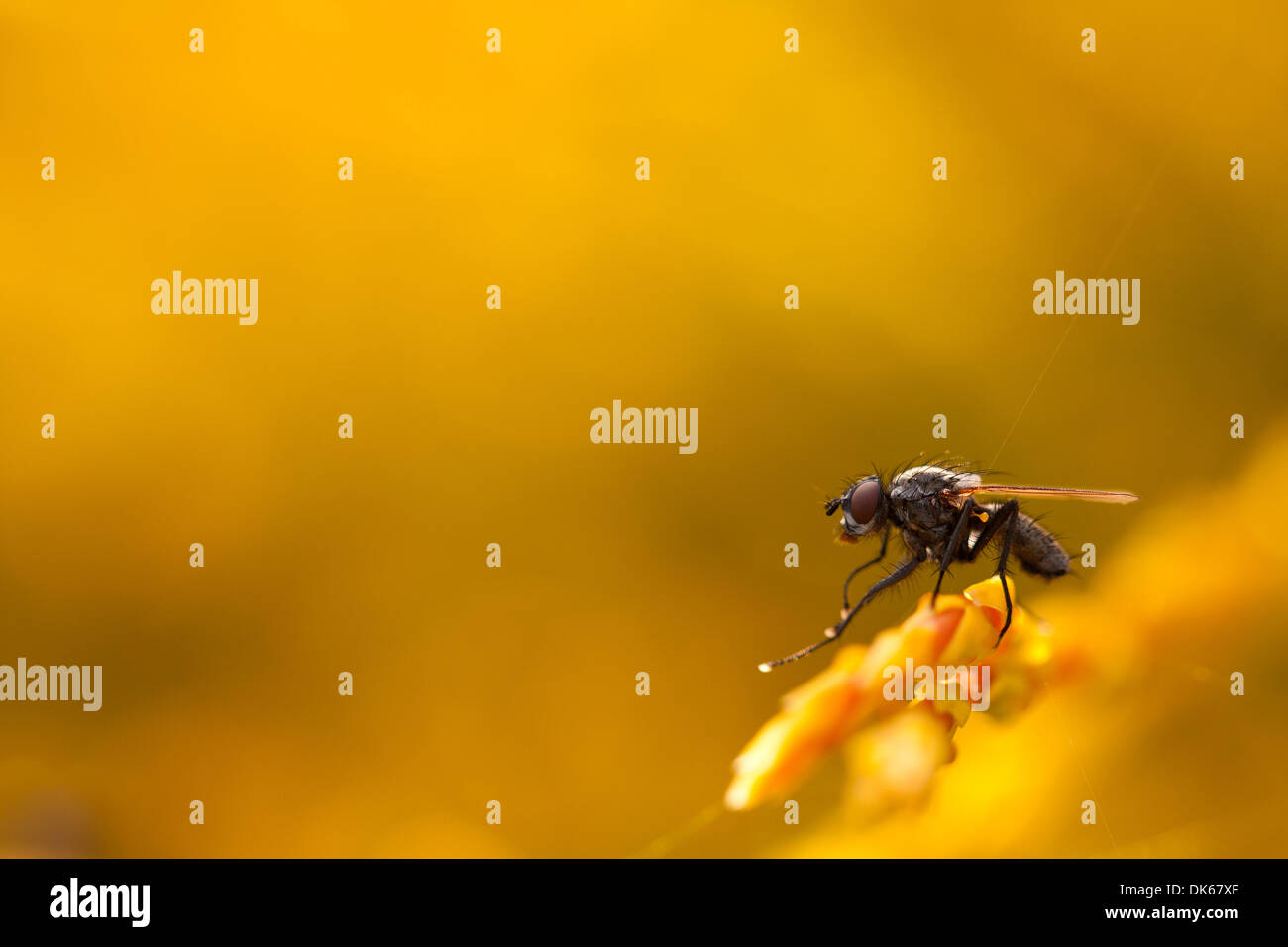 Nahaufnahme der Stubenfliege sitzend oder stehend auf einer gelblich oder orange Pflanze auf glatten gelben Hintergrund. Stockfoto