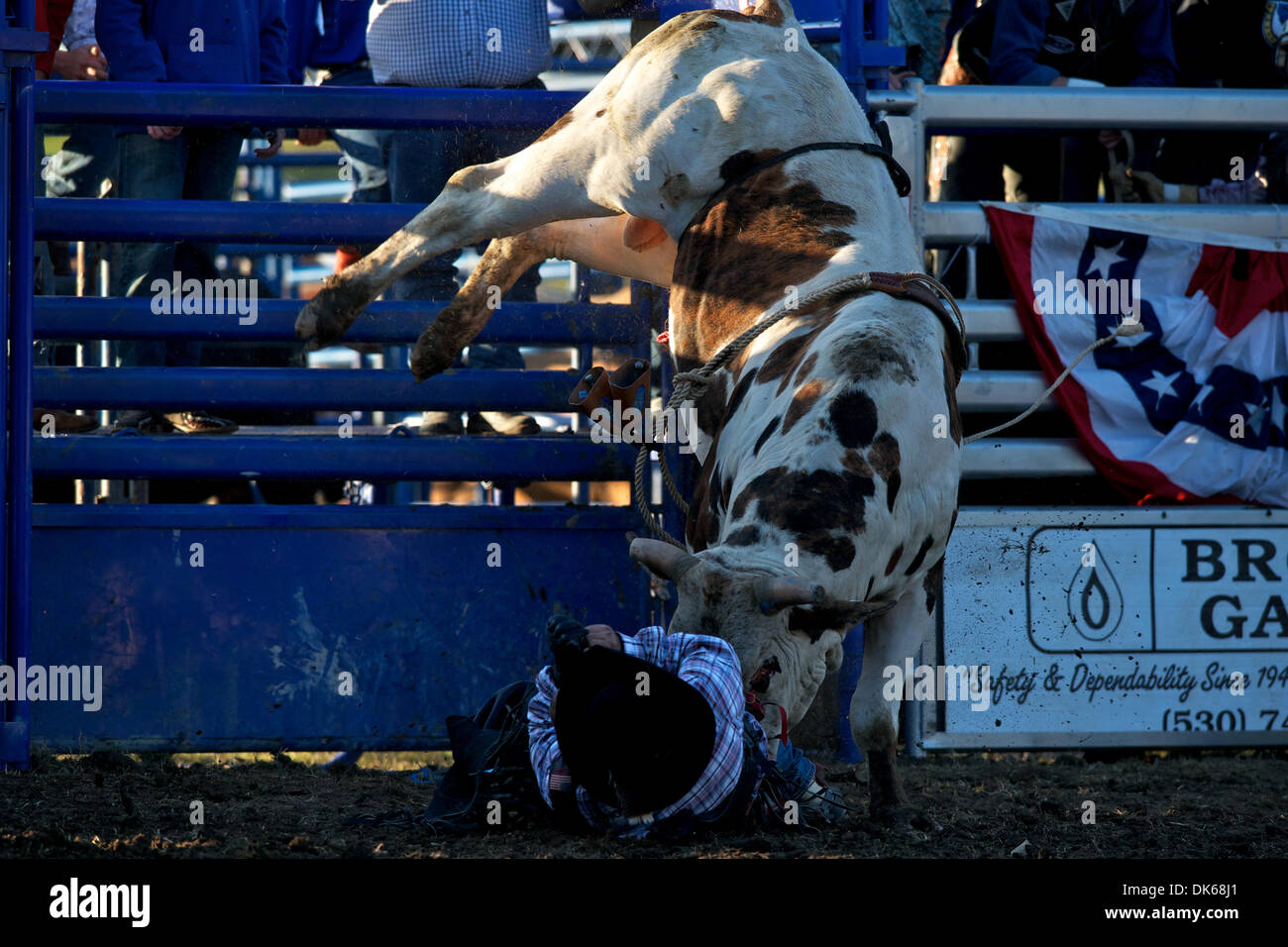 28. Mai 2011 - Marysville, Kalifornien, USA - Justin Bechtel von Yuba City, CA wird aus T168 in Marysville Stampede in Cotton Rosser Arena in Marysville, CA. bockte (Credit-Bild: © Matt Cohen/Southcreek Global/ZUMAPRESS.com) Stockfoto
