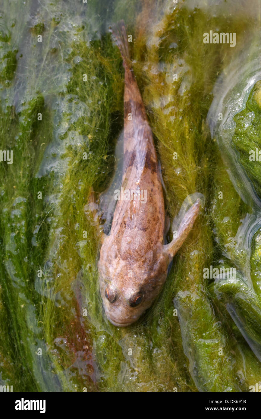 Kleine Angler oder Devilfish auf Algen Stockfoto