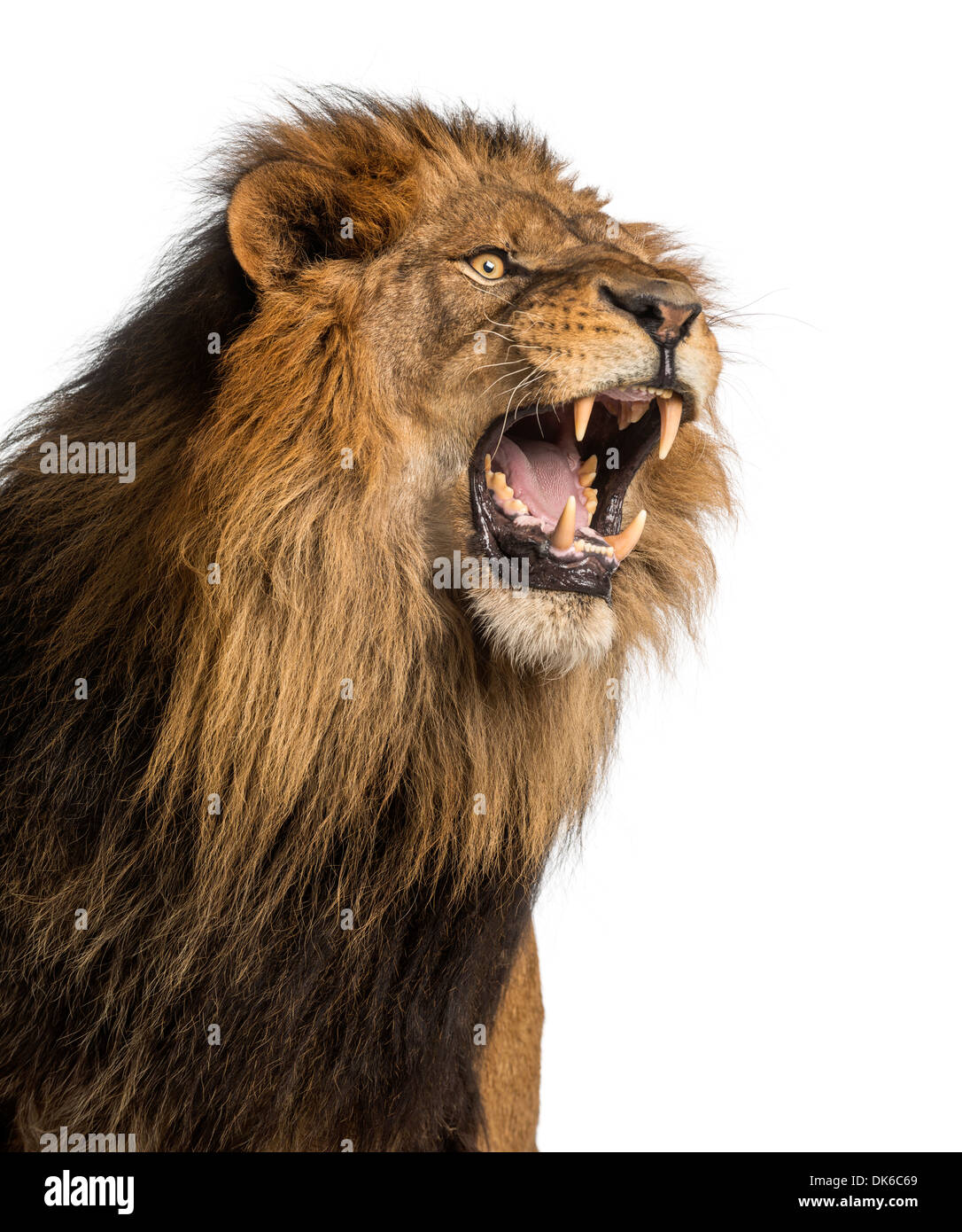 Nahaufnahme eines Löwen brüllen, Panthera Leo, 10 Jahre alt, vor weißem Hintergrund Stockfoto