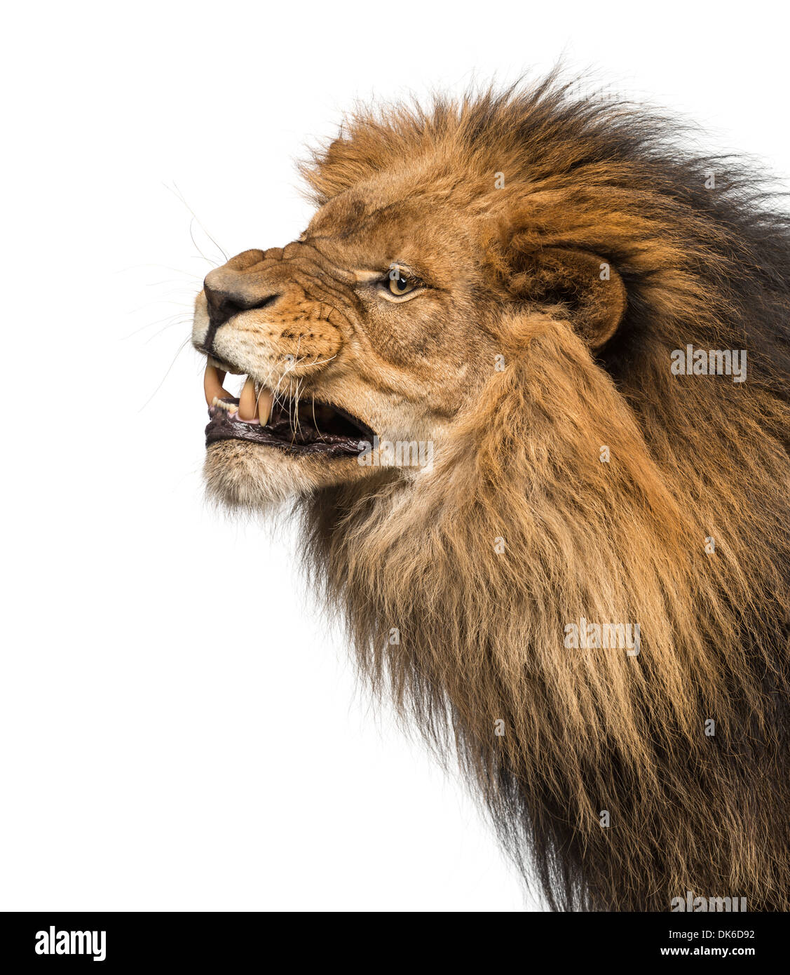 Nahaufnahme von einem Löwen Profil, roaring, Panthera Leo, 10 Jahre alt, vor weißem Hintergrund Stockfoto