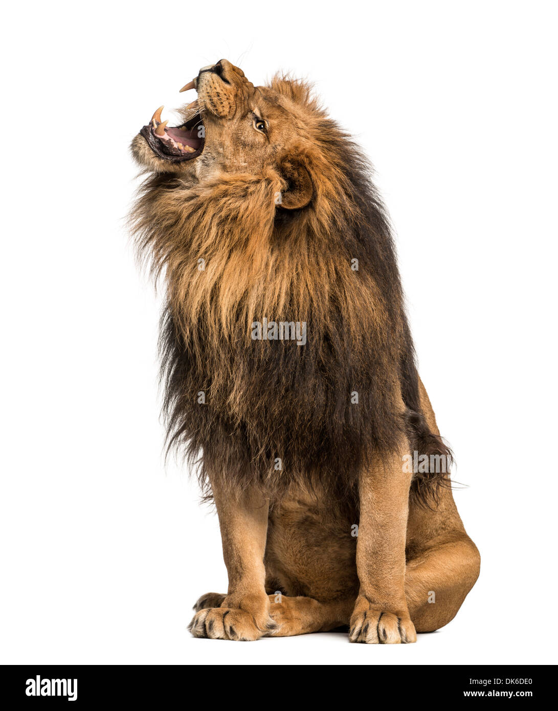 Löwen brüllen, sitzen, Panthera Leo, 10 Jahre alt, vor weißem Hintergrund Stockfoto