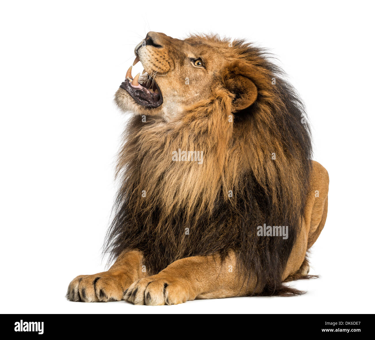 Löwe liegend, roaring, Panthera Leo, 10 Jahre alt, vor weißem Hintergrund Stockfoto