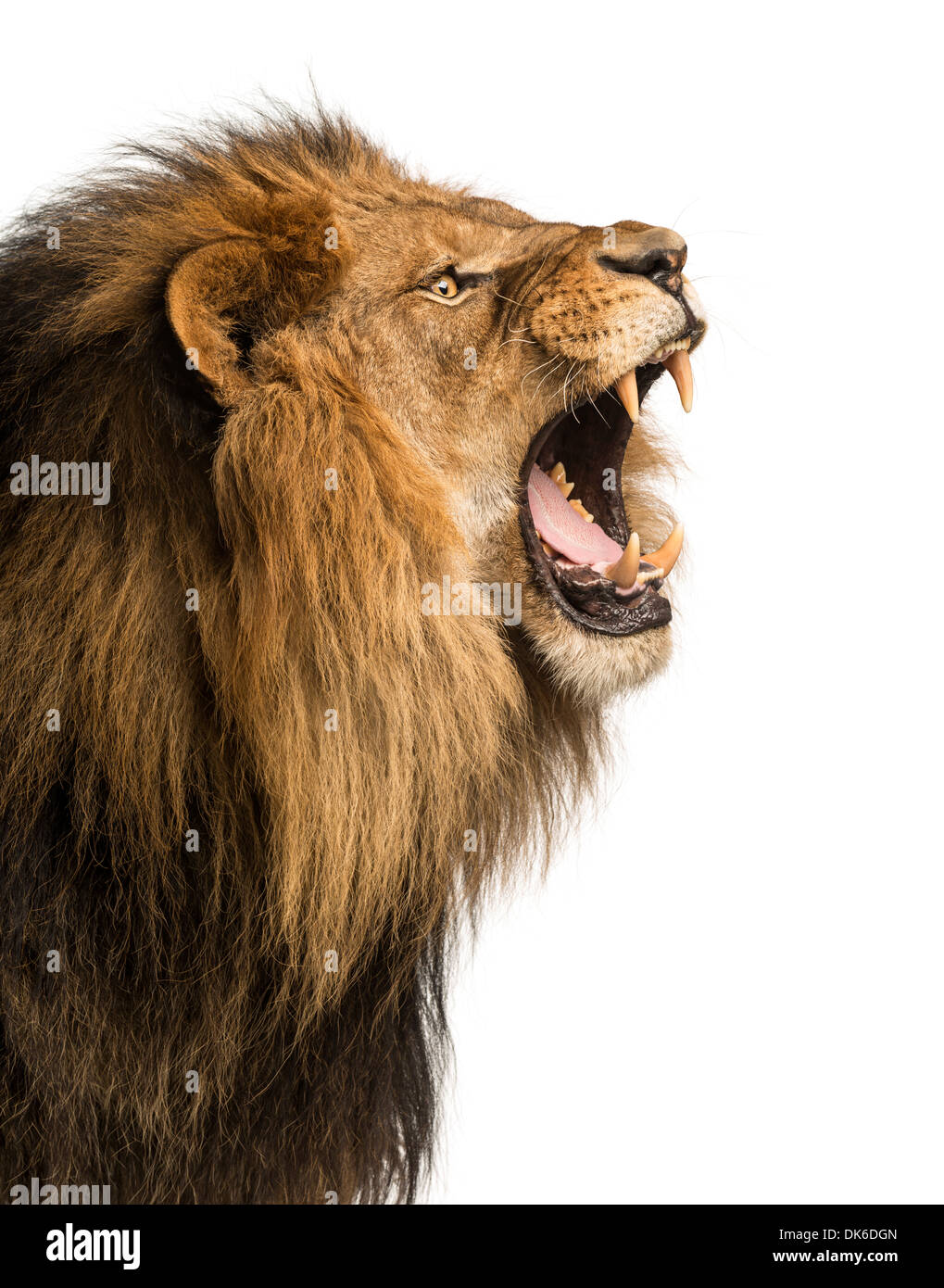 Nahaufnahme eines Löwen brüllen vor weißem Hintergrund Stockfoto