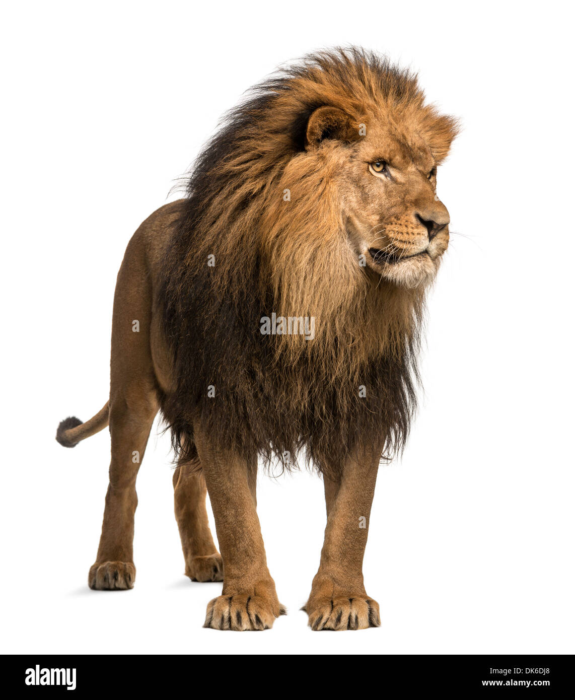 Löwe stehend, wegsehen, Panthera Leo, 10 Jahre alt, vor weißem Hintergrund Stockfoto