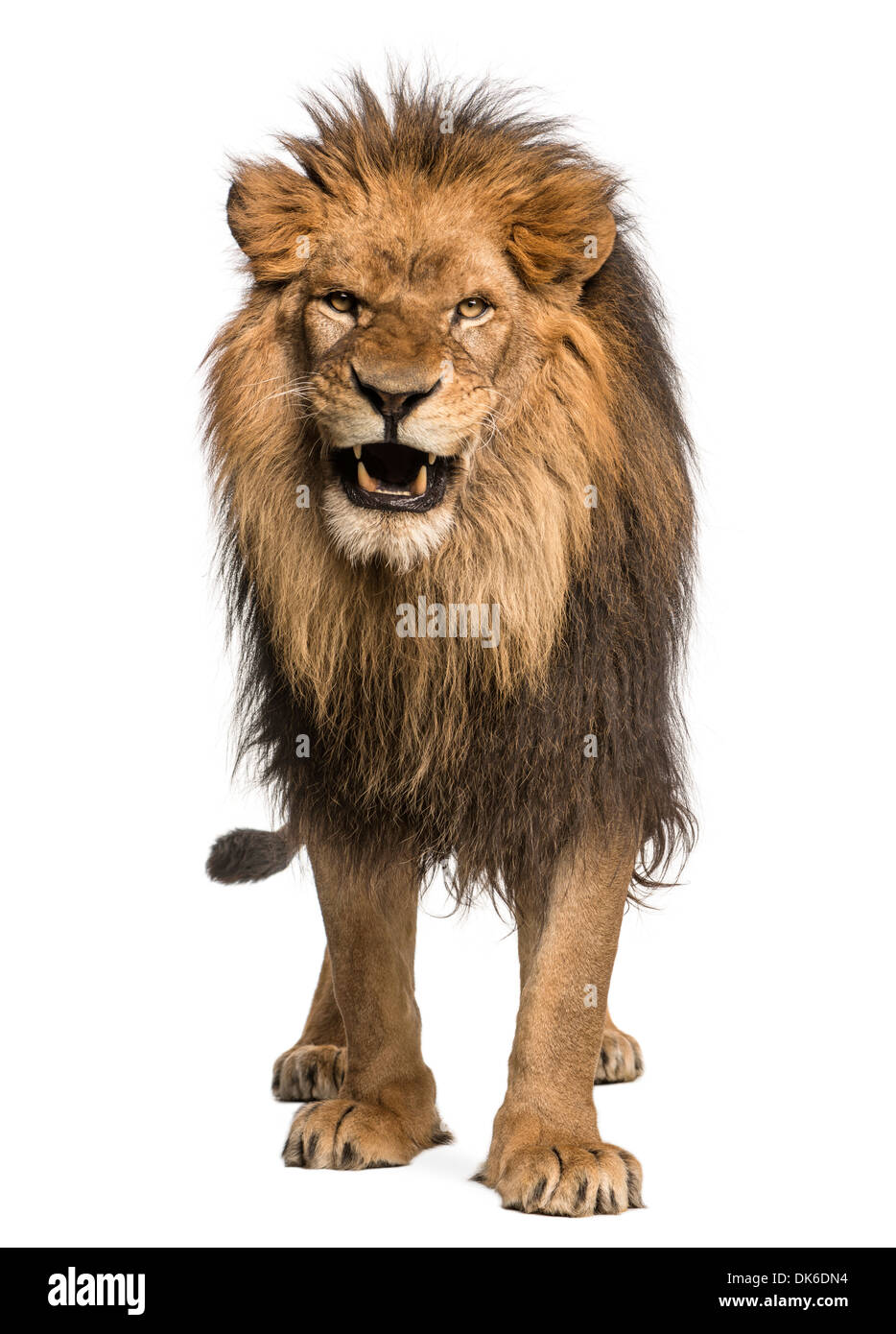 Vorderansicht des einen Löwen brüllen, stehend, Panthera Leo, 10 Jahre alt, vor weißem Hintergrund Stockfoto