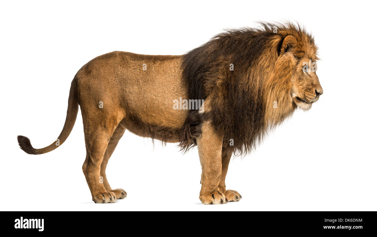 Seitenansicht eines Löwen stehend, Panthera Leo, 10 Jahre alt, vor weißem Hintergrund Stockfoto