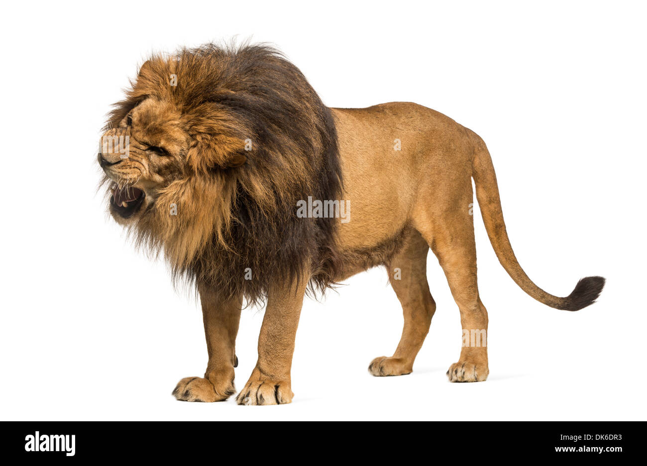 Löwe stehend, roaring, Panthera Leo, 10 Jahre alt, vor weißem Hintergrund Stockfoto