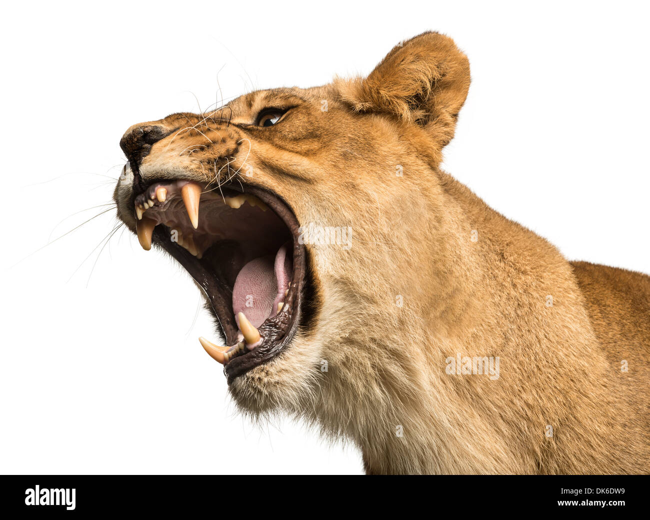 Nahaufnahme von einer Löwin brüllt, Panthera Leo, 10 Jahre alt, vor weißem Hintergrund Stockfoto