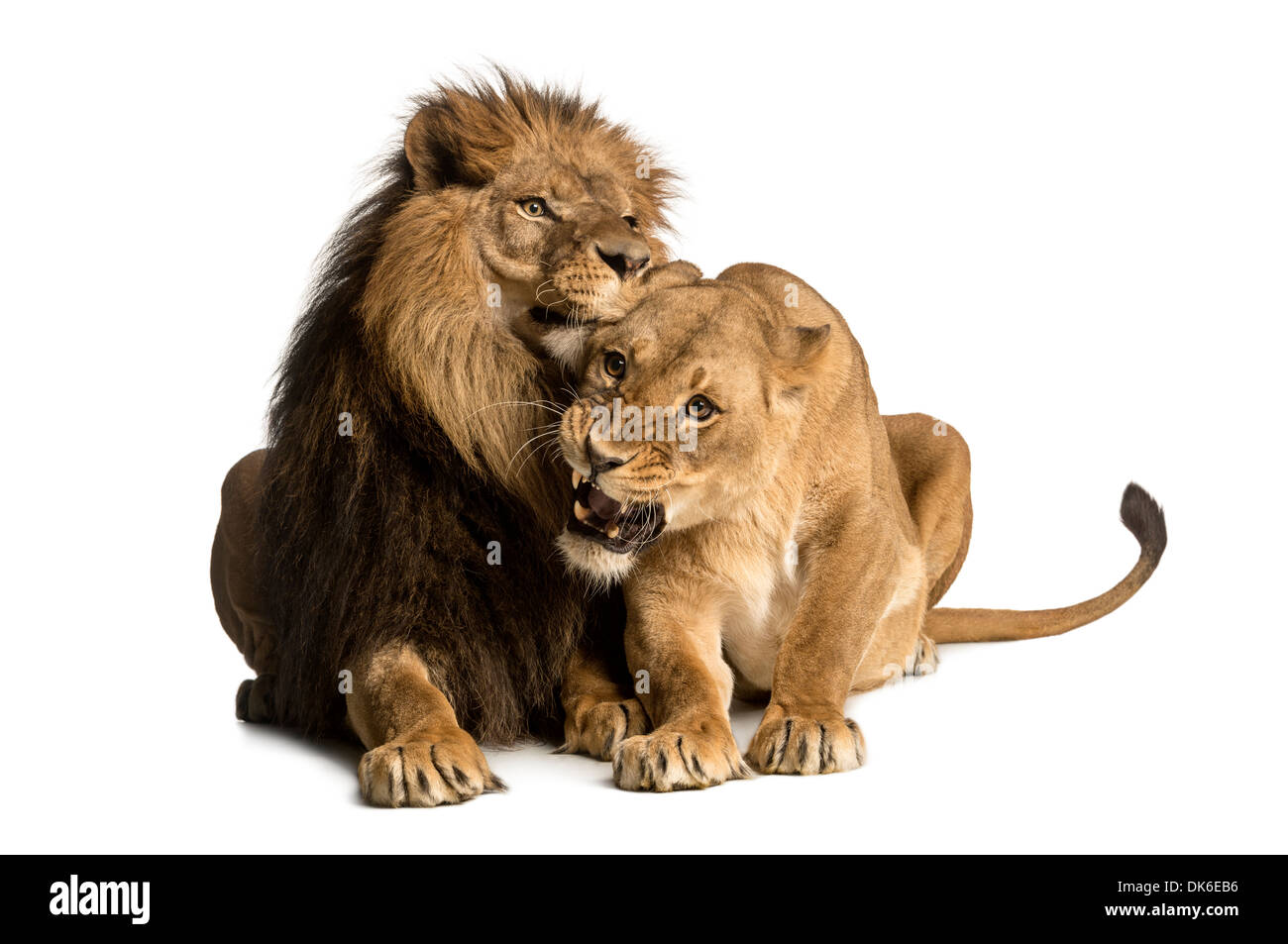 Löwe und Löwin zärtlich, Panthera Leo, vor weißem Hintergrund Stockfoto