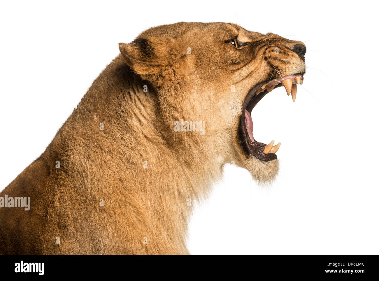 Nahaufnahme von einer Löwin brüllt, Panthera Leo, 10 Jahre alt, vor weißem Hintergrund Stockfoto