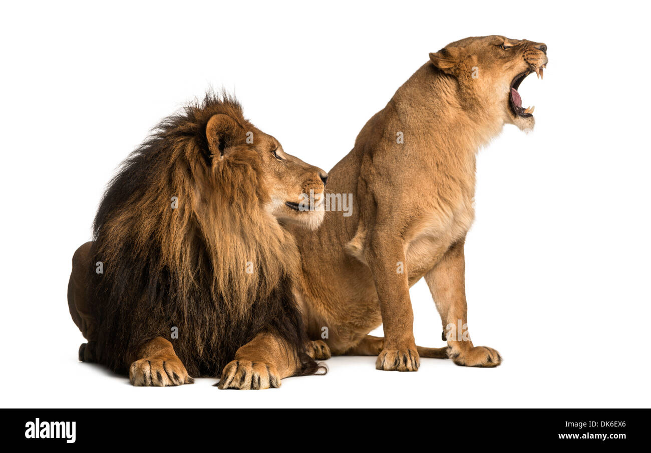 Löwe mit Löwin brüllt, neben einander, Panthera Leo, vor weißem Hintergrund Stockfoto