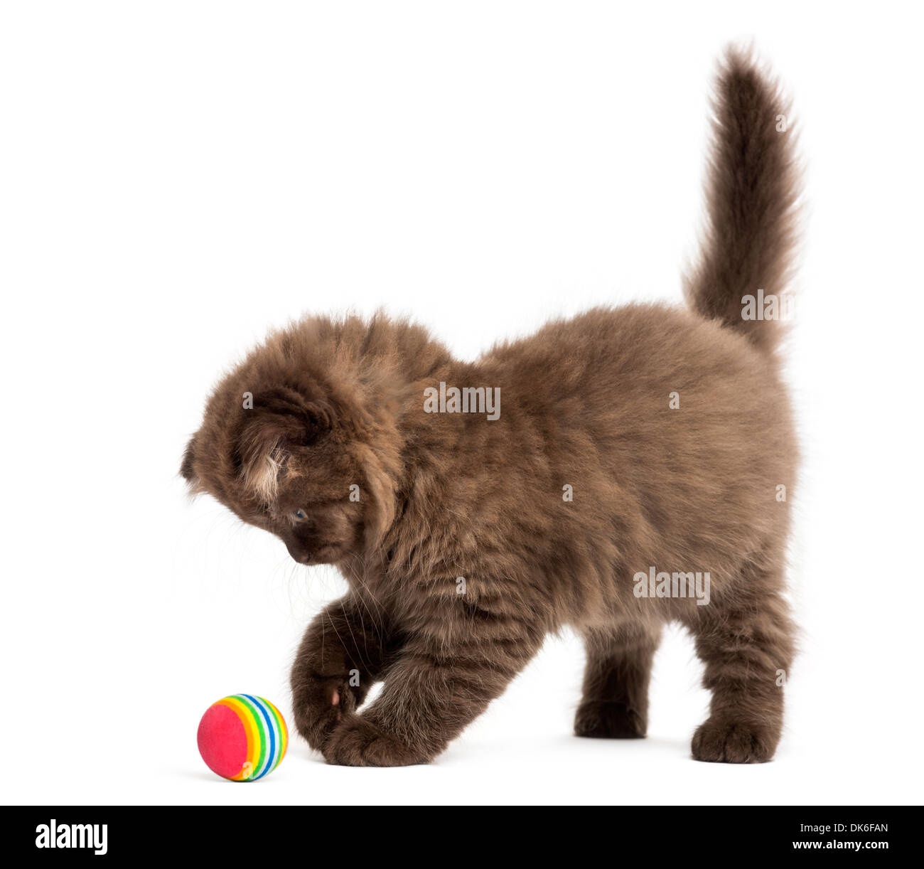 Highland fold Kätzchen stehen, spielen mit einem Ball vor weißem Hintergrund Stockfoto