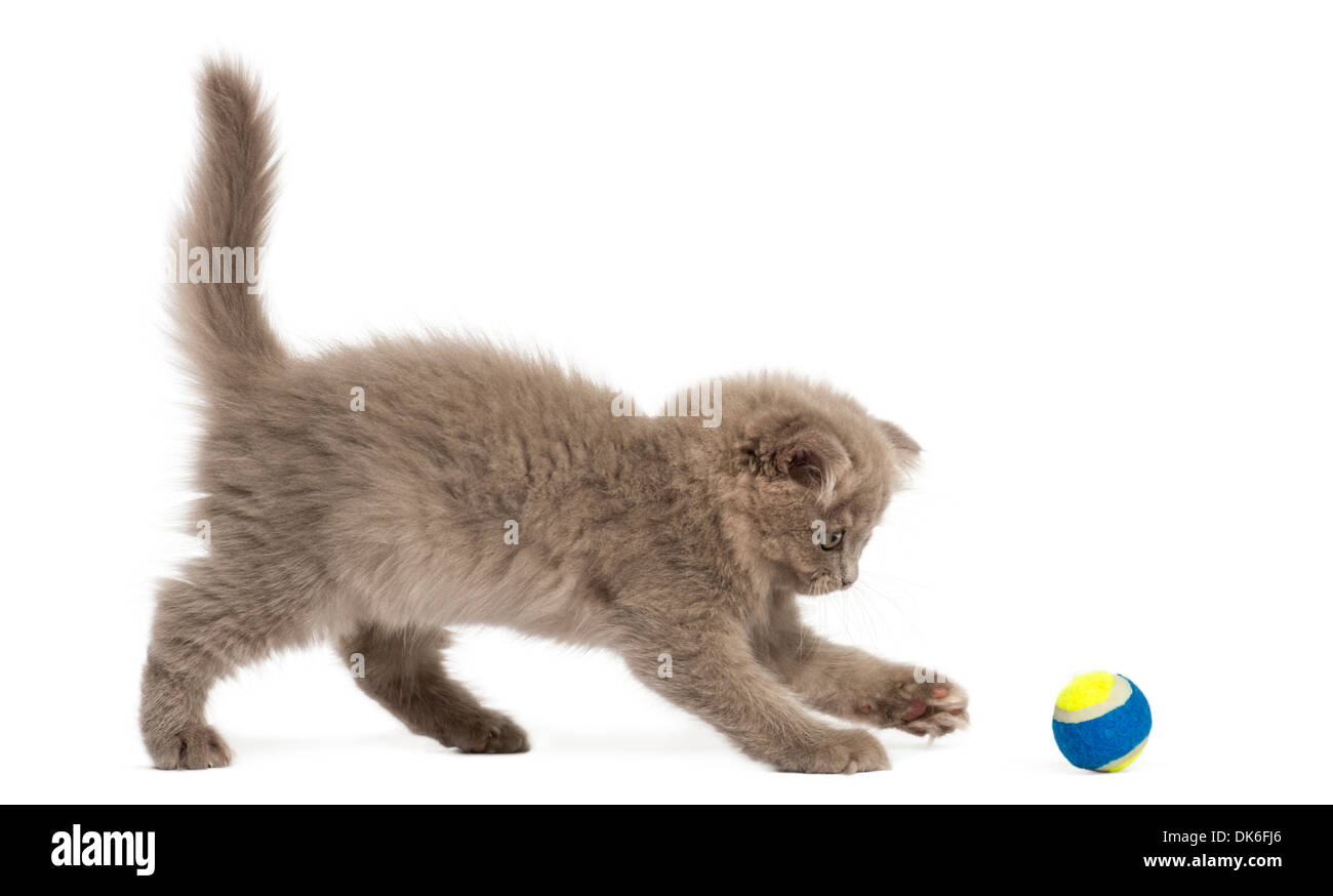 Highland fold Kätzchen stehen, spielen mit einem Ball vor weißem Hintergrund Stockfoto