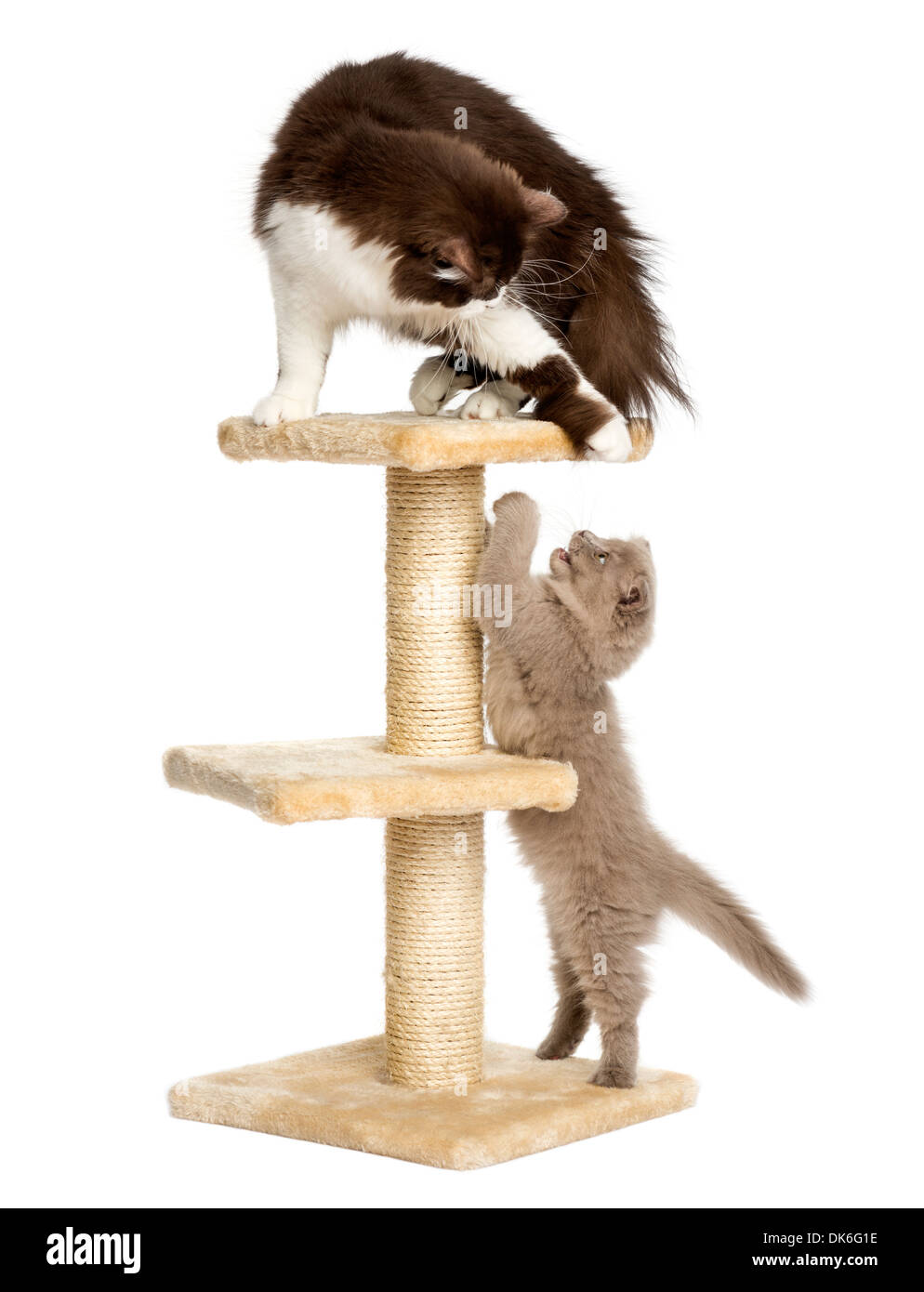 Katzen spielen auf ein Spiel auf ein Kratzbaum vor weißem Hintergrund Stockfoto