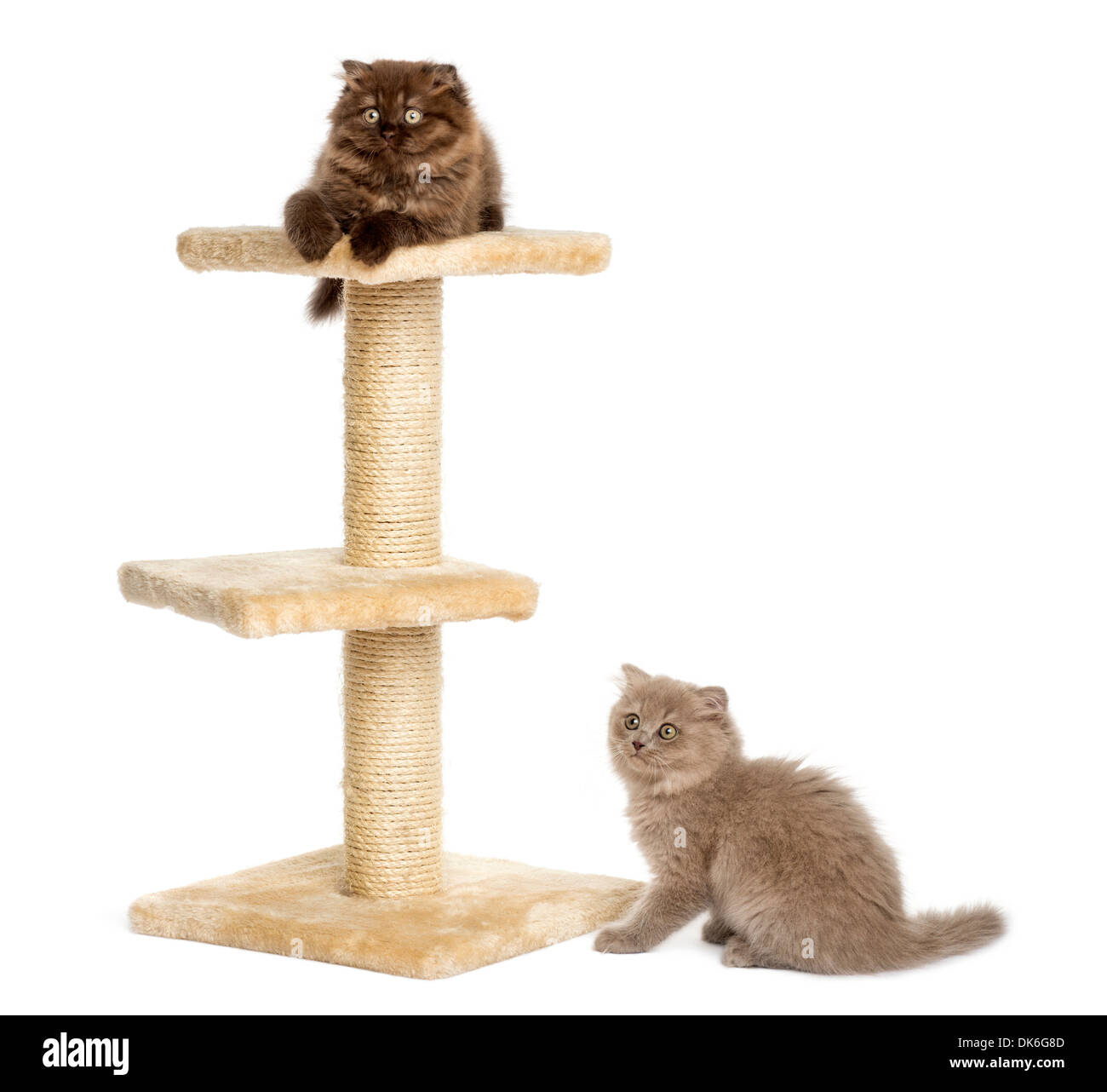 Highland fold Kätzchen spielen auf einem Kratzbaum vor weißem Hintergrund Stockfoto