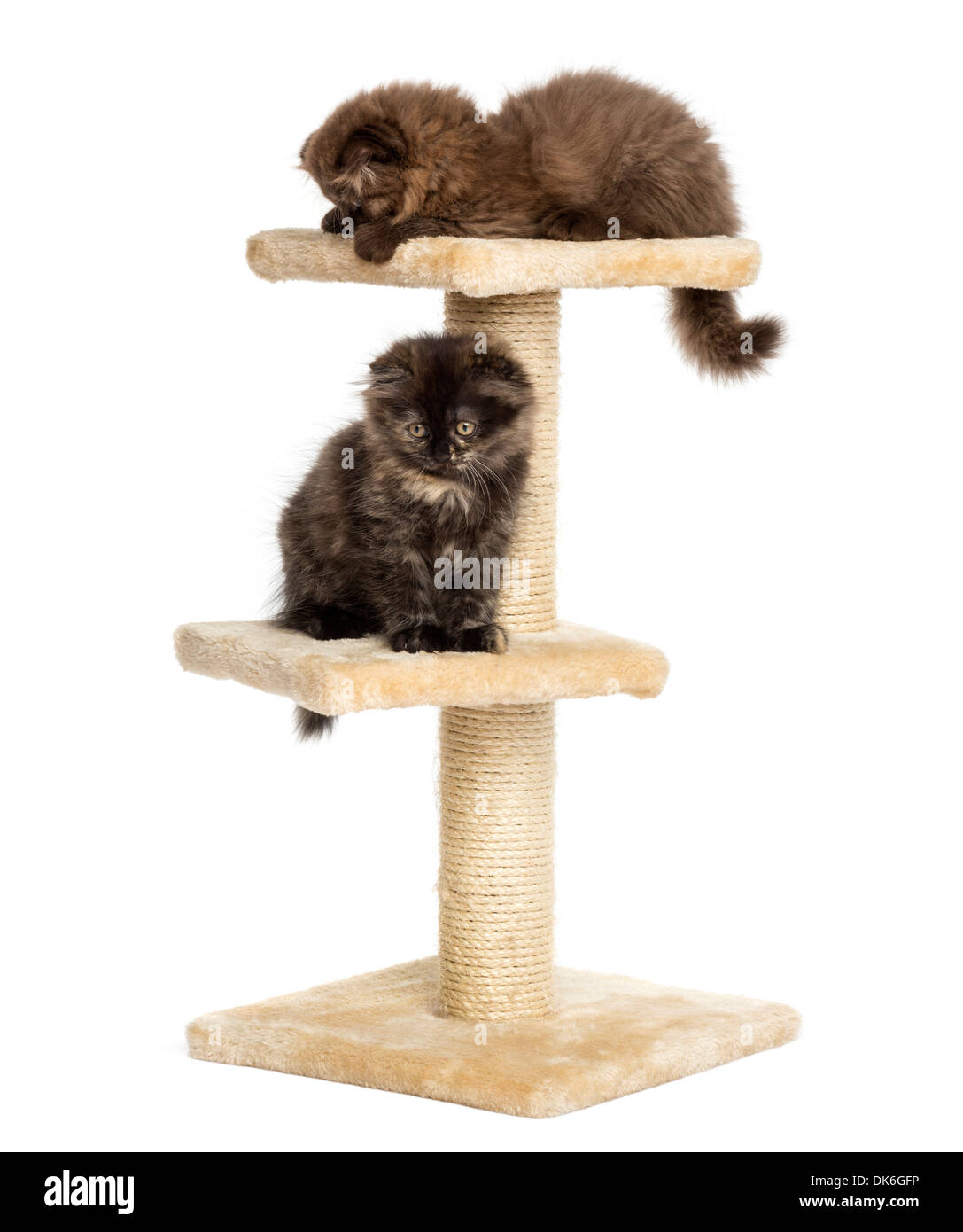 Highland fold Kätzchen spielen auf einem Kratzbaum vor weißem Hintergrund Stockfoto