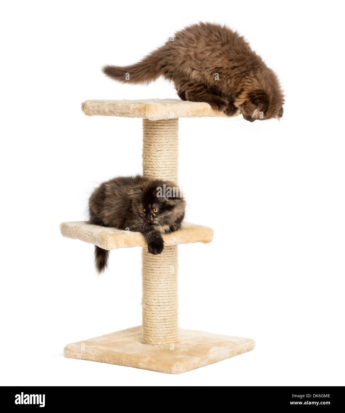 Highland fold Kätzchen spielen auf einem Kratzbaum vor weißem Hintergrund Stockfoto