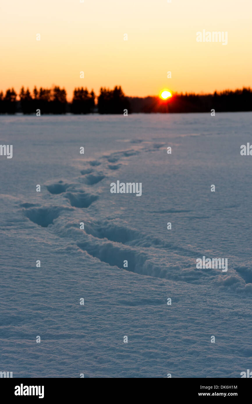 Goldener Sonnenuntergang hinter dem Schneefeld mit Fussspuren oder tracks Stockfoto