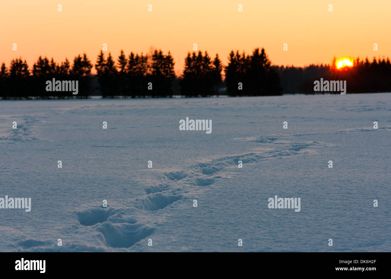 Goldener Sonnenuntergang hinter dem Schneefeld mit Fussspuren oder tracks Stockfoto