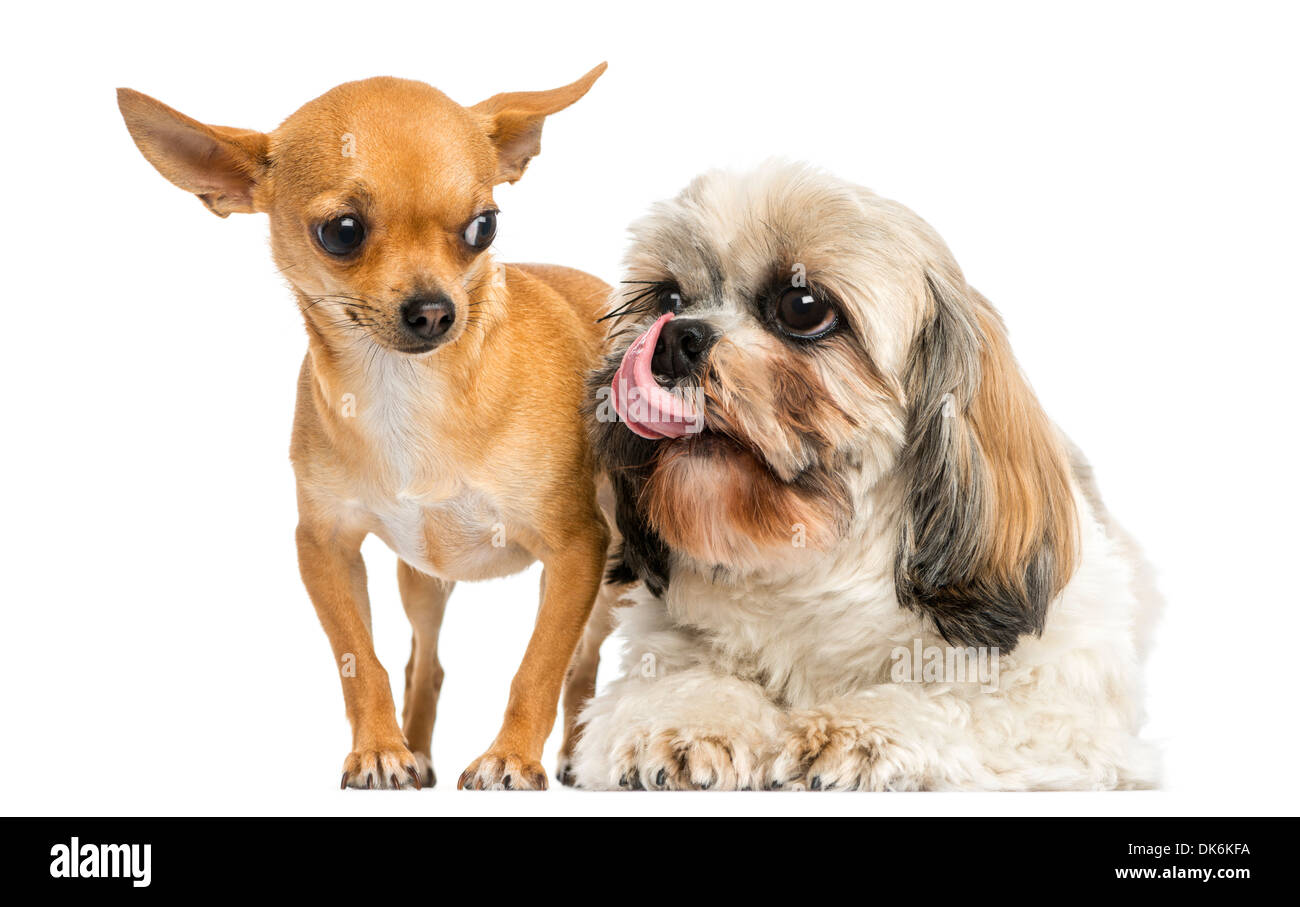 Shih Tzu mit Lust an einem Chihuahua, vor weißem Hintergrund Stockfoto