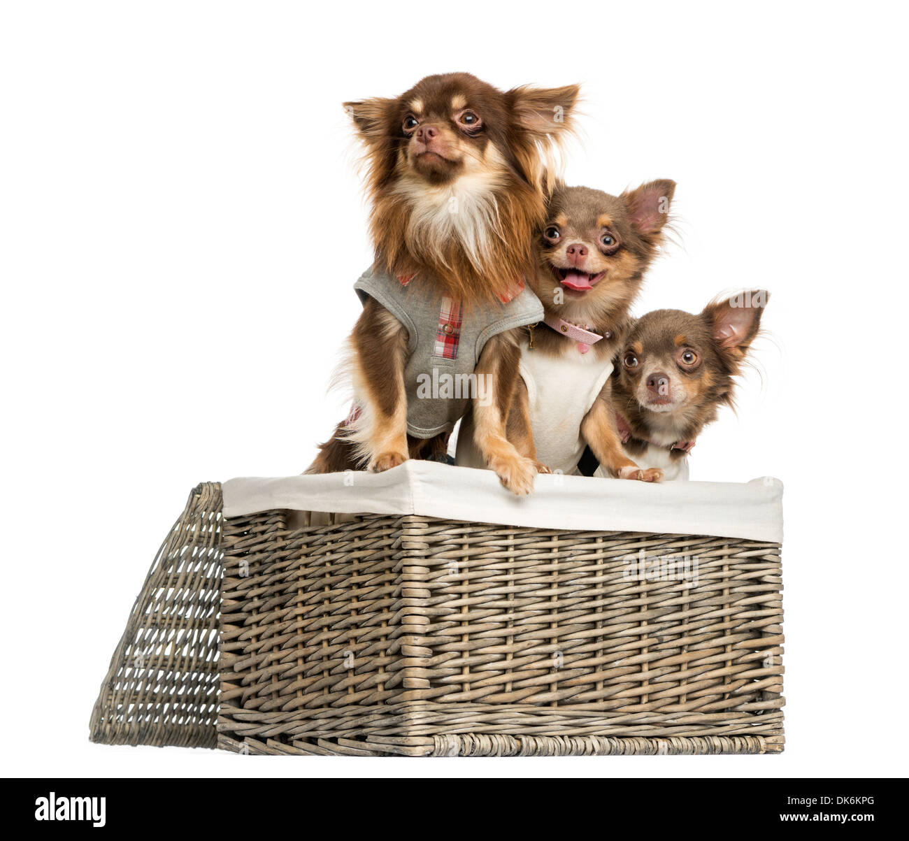 Gruppe von verkleidete Chihuahuas wegsehen in einem Weidenkorb auf weißen Hintergrund Stockfoto
