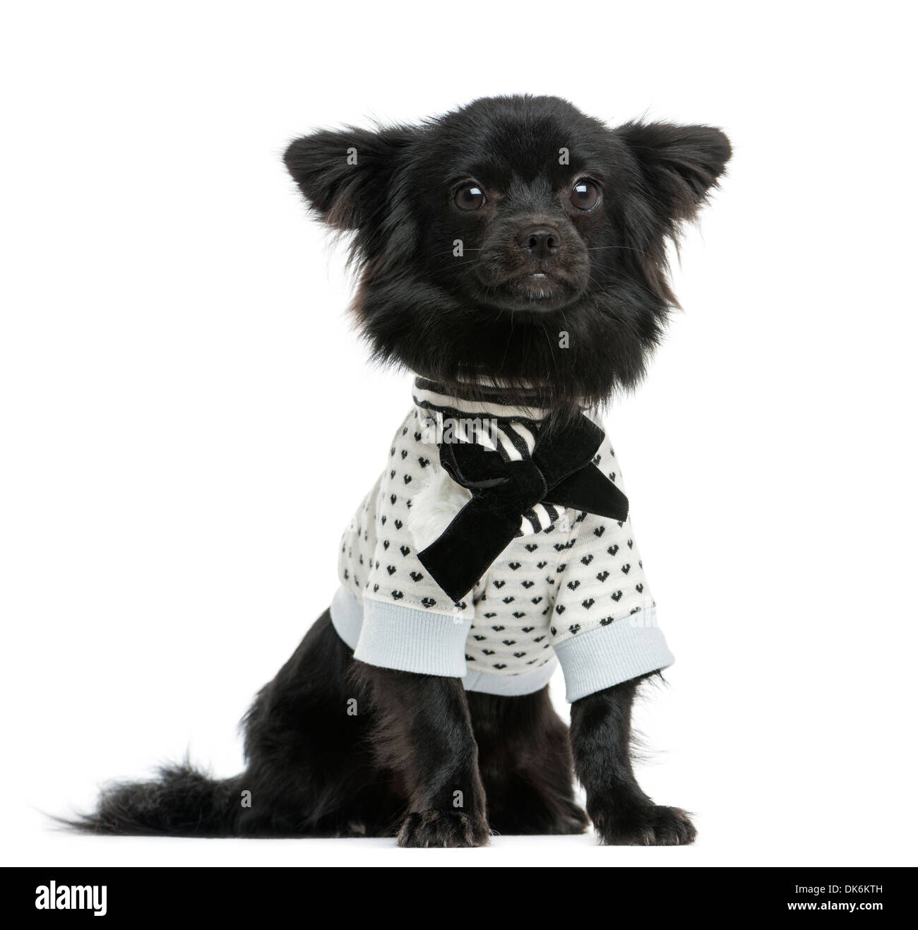 Verkleidete Chihuahua sitzen, 1 Jahr alt, vor weißem Hintergrund Stockfoto