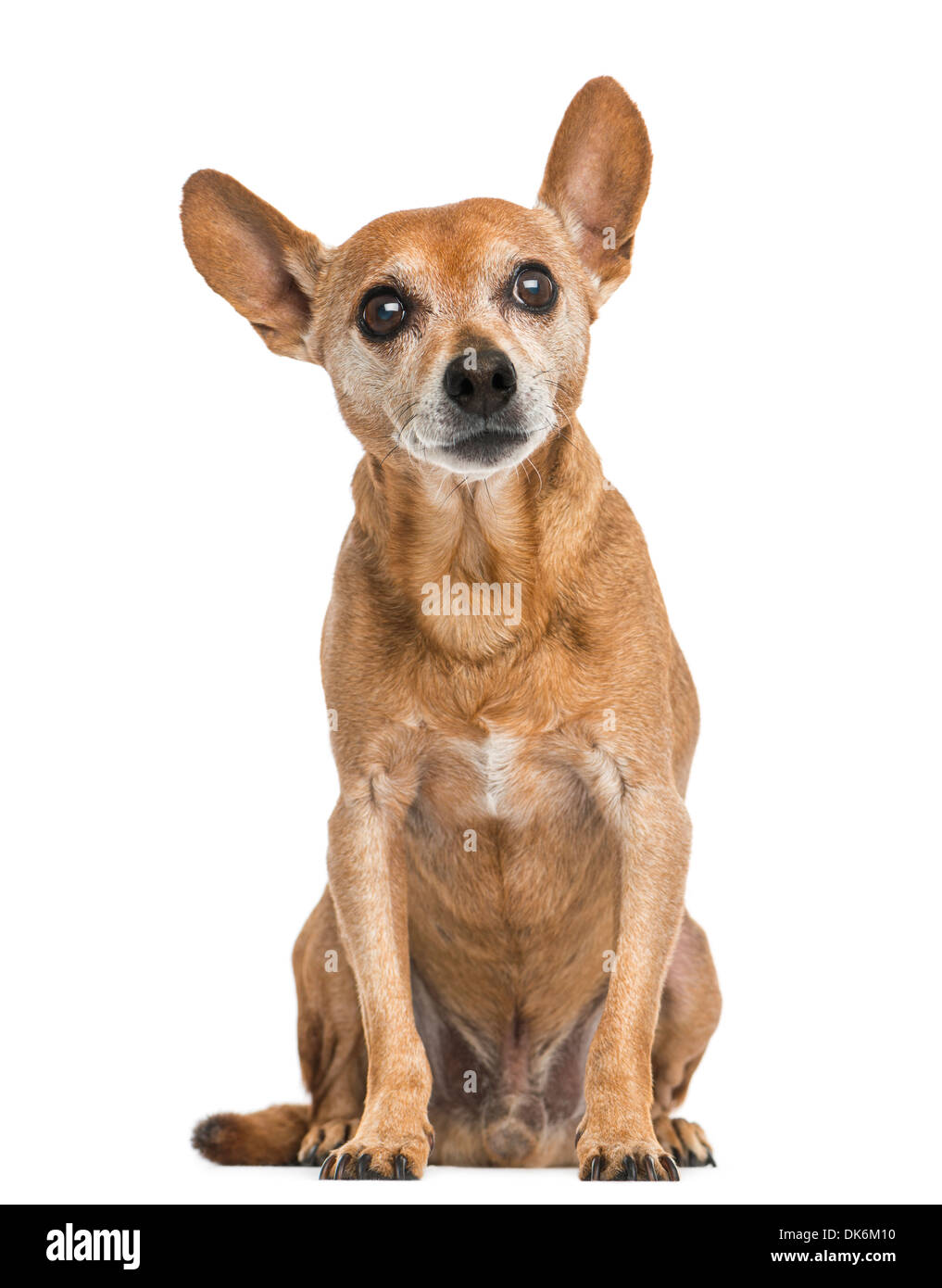 Blick nach vorne auf eine alte deutsche Pinscher, 13 Jahre alt, vor weißem Hintergrund Stockfoto