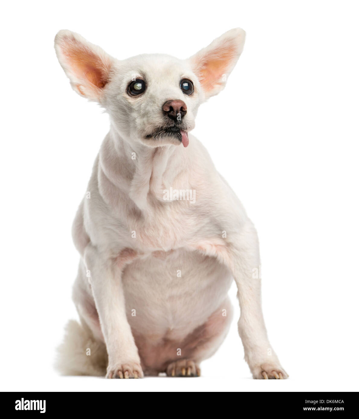 Alten kranken Hund mit Katarakt, sitzend, 15 Jahre alt, vor weißem Hintergrund Stockfoto