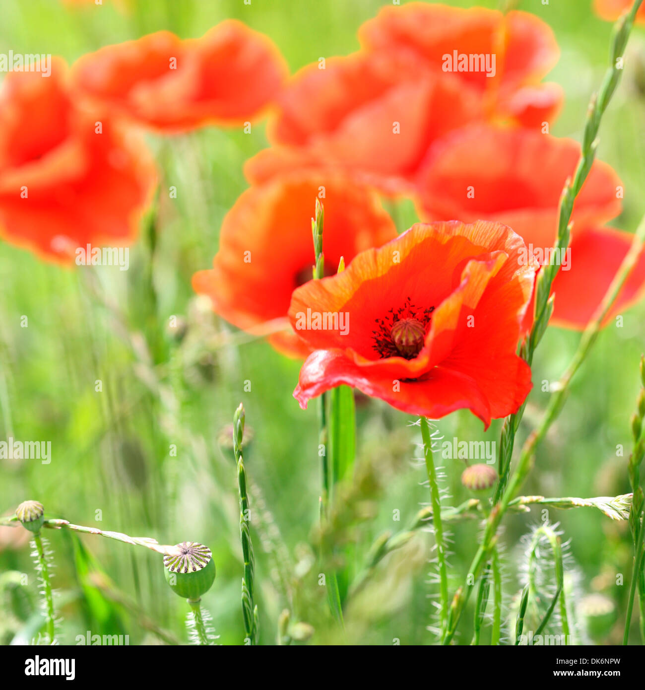 rote Mohnblumen einen herrlichen Sommer Szene Jane Ann Butler Fotografie JABP837 Stockfoto