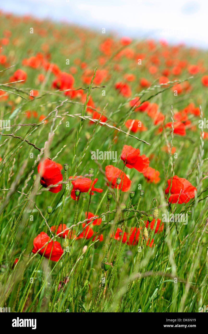 rote Mohnblumen in ein Feld herrliche Sommer-Szene Jane Ann Butler Fotografie JABP841 Stockfoto